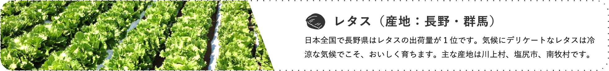 レタス（産地：長野・群馬） / 日本全国で長野県はレタスの出荷量が1位です。気候にデリケートなレタスは冷涼な気候でこそ、おいしく育ちます。主な産地は川上村、塩尻市、南牧村です。