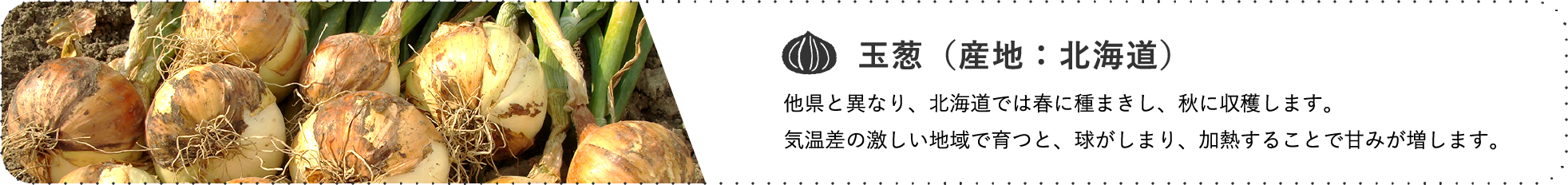 玉葱（産地：北海道） / 他県と異なり、北海道では春に種まきし、秋に収穫します。気温差の激しい地域で育つと、球がしまり、加熱することで甘みが増します。